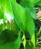 德沃多绿萝专用植物营养液6支/包园艺花肥料生根种植有机叶面肥 实拍图