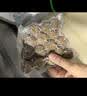潮味码头潮汕手打牛肉丸牛筋丸500g肉含量90%烧烤火锅丸子麻辣烫早餐食材 实拍图