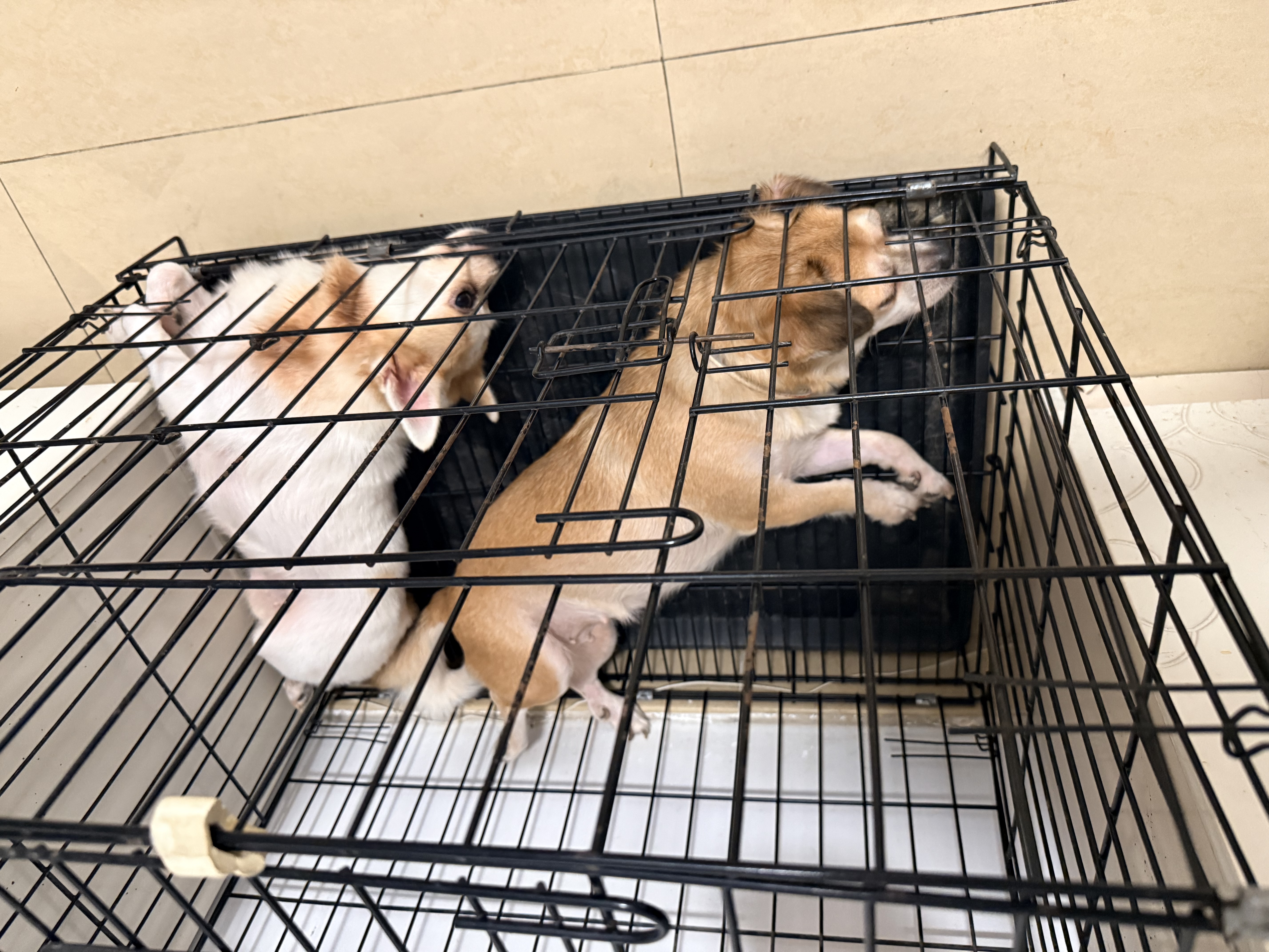 宝路狗粮全犬种通用全价粮成犬狗粮中小型犬牛肉味7.5kg【原料透明】 实拍图