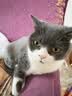 皇家（ROYAL CANIN）泌尿道处方猫粮LP34稀释尿液溶解鸟粪石结石猫全价处方粮1.5KG 实拍图