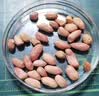 享食兔瘪花生1000g甘甜生花生山东特产干瘪花生米仁2026小花生米新货 实拍图