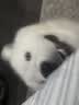 网易严选犬粮全价三拼鸭肉梨狗粮冻干 清火美毛补水去泪痕 泰迪比熊10kg 实拍图