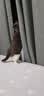 诚实一口P40全价猫粮成猫幼猫室内外80%鲜肉高蛋白长肉美毛鸡鱼味1.5kg 实拍图