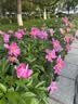 润本植物精油香圈手环30条*2组合装森林+恐龙儿童成人户外游玩便携 实拍图