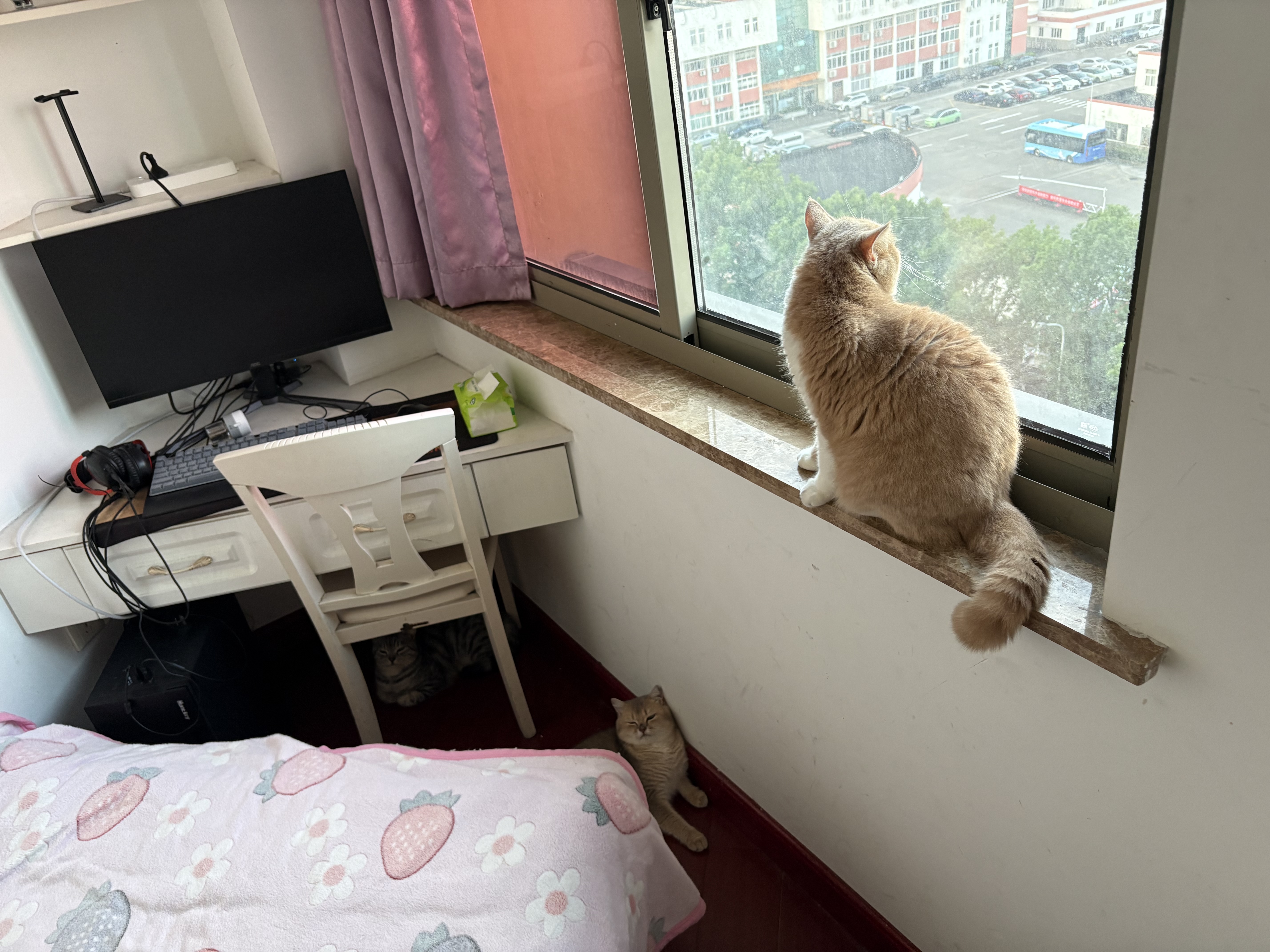 LEGENDSANDY蓝氏 全价猫粮成猫幼猫生骨肉冻干粮猎鸟乳鸽系列兔肉口味1.5kg*3 实拍图