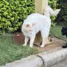LEGENDSANDY蓝氏猫零食冻干猫咪成猫幼猫猫草棒化毛球排吐毛球鸡肉三文鱼60g 实拍图