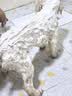 雪貂留香狗狗沐浴露宠物猫咪香波泰迪比熊清洁驱虫除虫止痒浴液 抑菌驱螨 实拍图