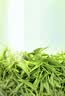 福茗源绿茶 六安瓜片500g 雨前2026新茶安徽春茶嫩芽茶叶礼盒送长辈领导 实拍图