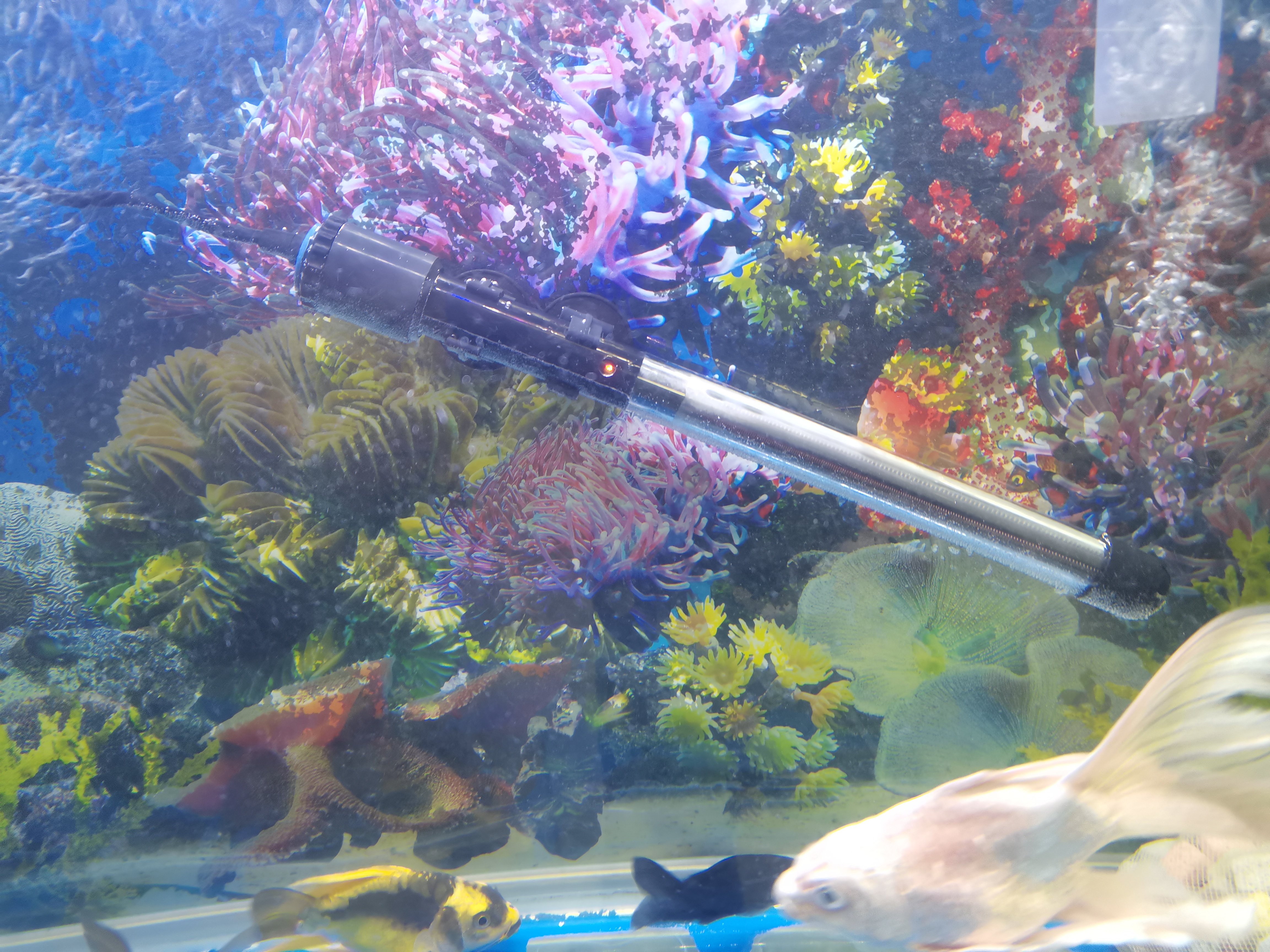 森森鱼缸水族箱加热棒自动恒温防爆乌龟缸加温棒小型鱼缸加热器300W 实拍图