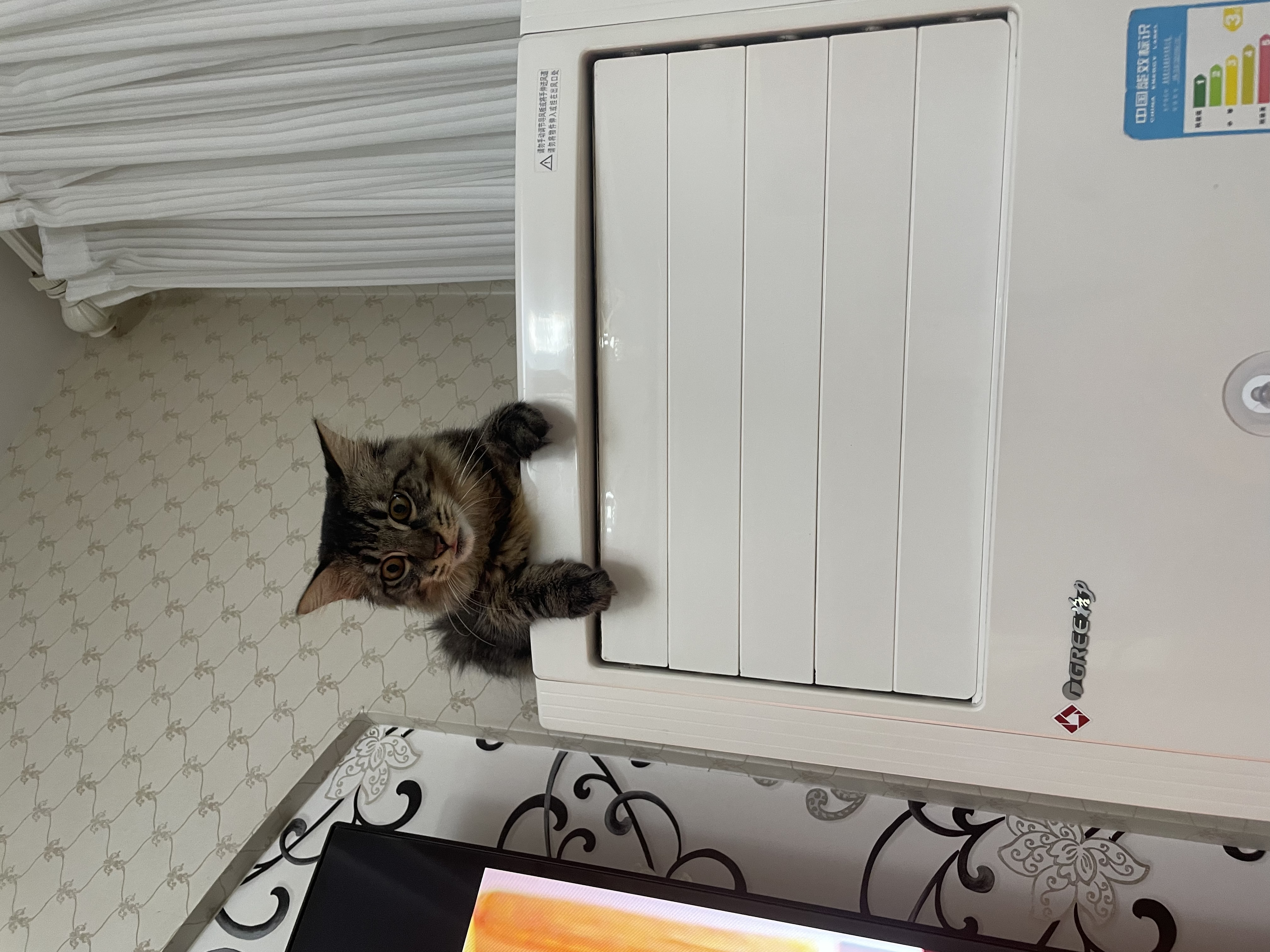 皇家猫粮 幼猫猫粮 幼猫奶糕 K36 通用粮 4-12月 2KG 实拍图