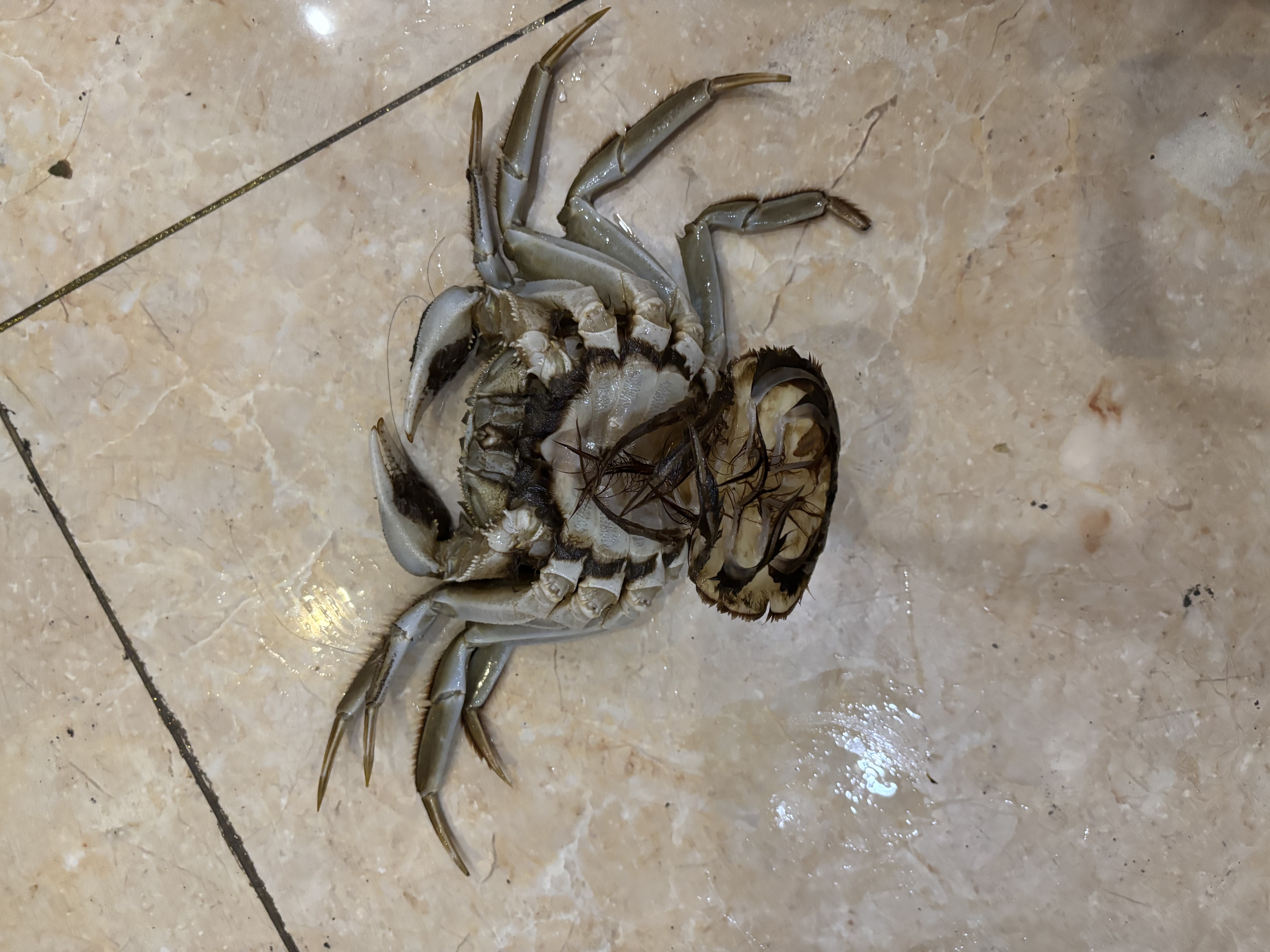【活蟹】漁家师傅大闸蟹全母4.0-4.3两8只 去绳足重鲜活螃蟹现货生鲜水产礼盒 中秋送礼 实拍图