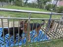 艾顿德牧专用狗粮40斤装狼青黑背大型犬成幼犬靓毛补钙20kg赛 德牧6拼冻干专用肉粮40斤 20kg 实拍图