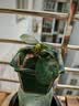 格调生活小盼菩提树盆栽绿植物室内花盆景办公室桌面观叶四季客厅好养活树 菩提【带果发货】原盆原土 带盆栽好 实拍图