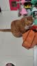 KINGJERRY中老年猫粮2.5kg老猫高龄猫均衡体态猫粮猫咪添加鸡肉松 中老年无谷猫粮10斤添加鸡肉松 实拍图