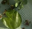 森森（SUNSUN）乌龟缸家用养乌龟专用缸FG-A5(标准款)乌龟饲养缸爬台晒台龟缸 实拍图