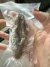 大鲜田大连有机即食海参1斤/8-12只 固形物超85%辽刺参滋补礼盒源头直发 实拍图