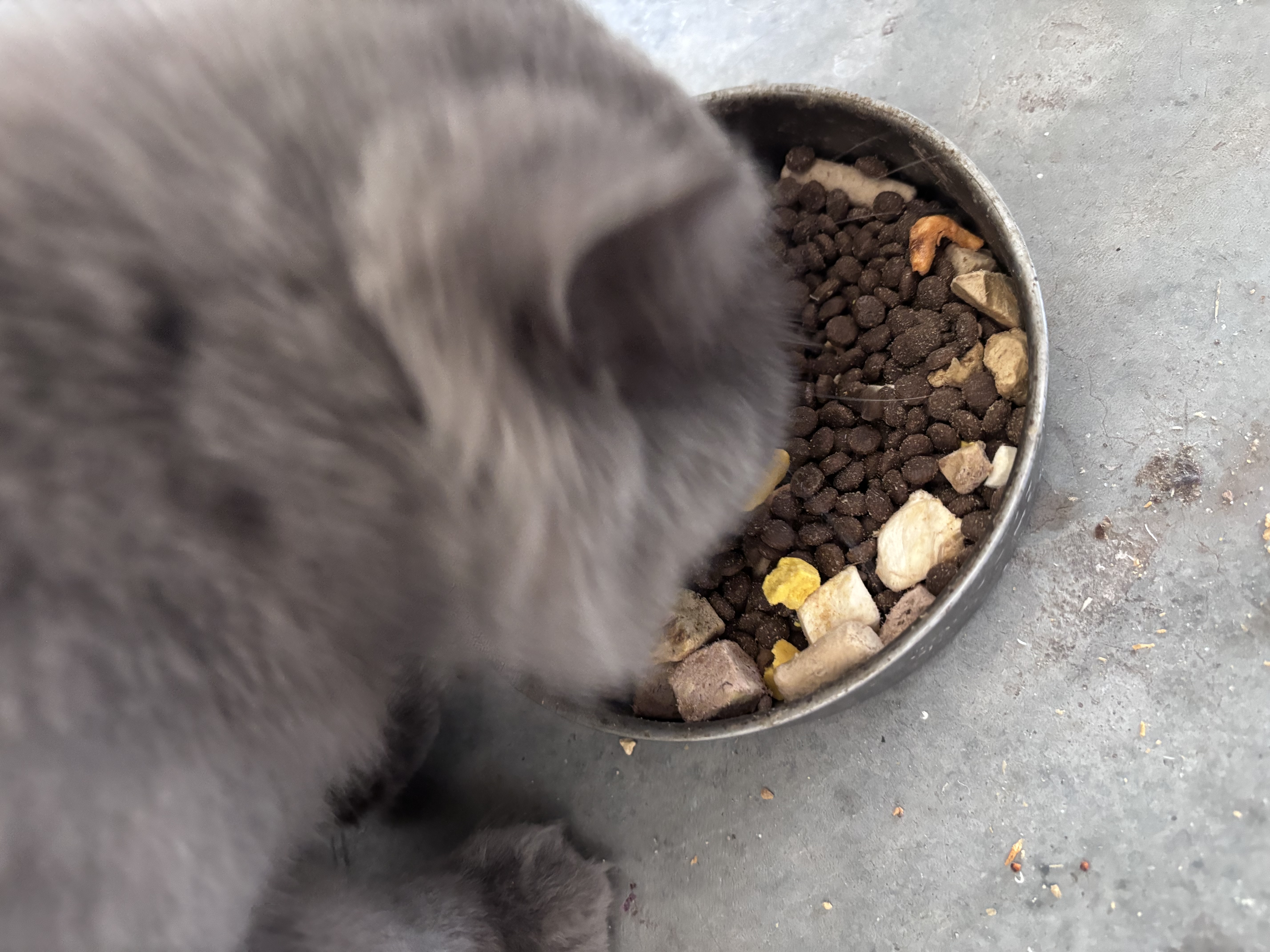 亿迪猫粮冻干幼猫成猫10斤全价英短蓝猫布偶老年猫国产通用全阶段5kg 实拍图