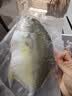 翔泰海南深海金鲳鱼700g2条火锅生鲜鱼类BAP认证 海鲜水产 实拍图