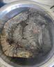 鲜京采 鲜冻大号黑虎虾 去冰净重2斤 31-40只/盒 美食大赛同款 中秋 实拍图