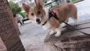 力狼狗粮 全价成犬粮 博美泰迪金毛阿拉斯加边牧大中小犬型粮 【经典配方】成犬专用20kg 实拍图