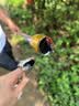 京锴摘柿子专用工具可伸缩高空摘果器7米不锈钢摘荔枝枇杷芒果柿子 实拍图