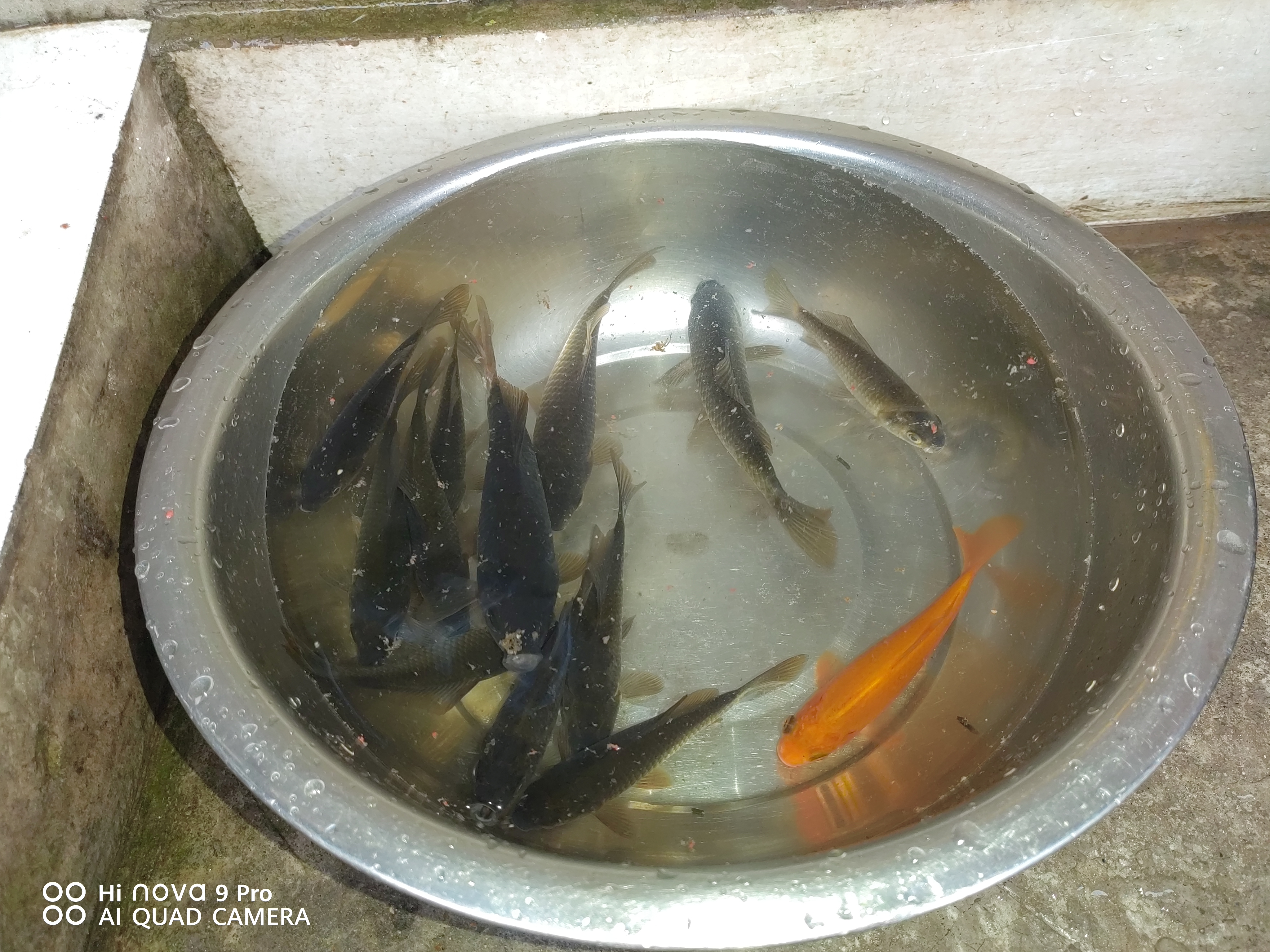 清水鱼竿超轻超硬碳素钓鲫鱼竿手竿28偏19调台钓竿鲤鱼杆渔具套装 实拍图