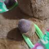 熊猫熊卡皮巴拉玩偶公仔布娃娃毛绒玩具儿童送女孩生日礼物女生水豚噜噜 实拍图