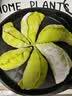 美的（Midea）小钢炮电饼铛不锈钢0涂层【定时调火】2026新款家用40mm加大加深双面加热烙饼煎饼锅电煎锅自营SE1 实拍图