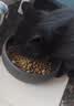 麦富迪猫粮 超肉粒冻干双拼成猫粮美毛护肠胃 三文鱼2kg 实拍图