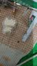 羊年招财猫马上有钱挂件卡通吊坠表成含金2mg包包钥匙扣手机挂件 招财kt猫+小粉绳 1件 实拍图