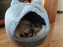 贝初众猫窝四季通用封闭式可拆洗猫屋宠物窝猫床冬季保暖大中小型犬狗窝 可爱猫头窝【建议20斤内】XL码 亲肤舒适/造型可爱 实拍图