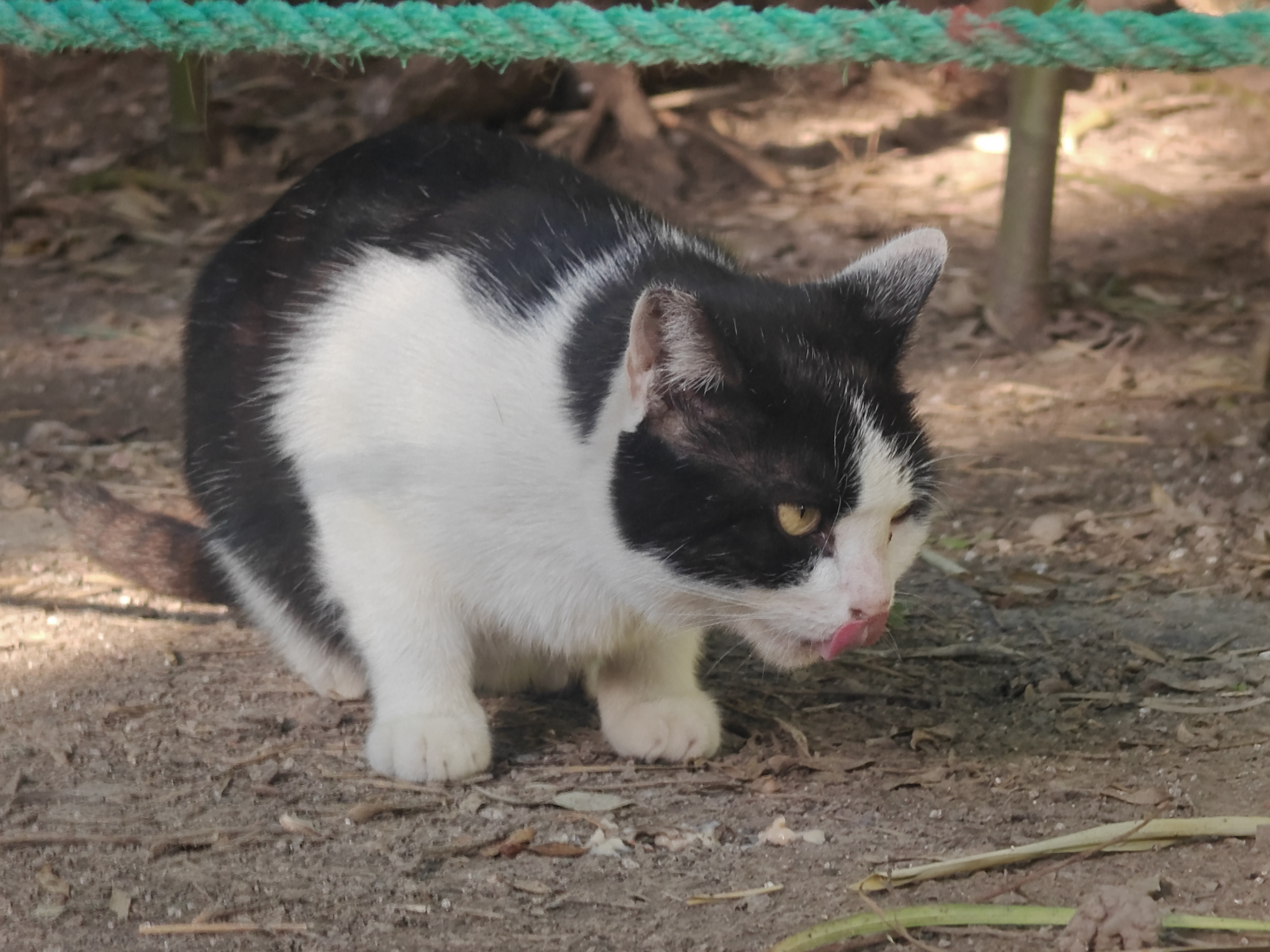 皇家猫粮 成猫猫粮 泌尿道呵护 U31 1岁以上  50g*3 实拍图