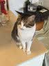 京东京造鲜肉多多全价主食猫条15g*78支 3拼猫零食补水鸡肉鱼油美毛0添加 实拍图