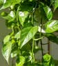 京东绿植绿萝盆栽除甲醛花卉绿植办公室新房净化空气 120款10盆源头直发 实拍图