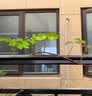 花翁爬山虎树苗爬藤植物四季常青不落叶爬墙虎绿植花卉园盆栽源头直发 实拍图