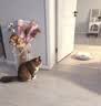 海洋之星低温烘焙猫粮 幼猫成猫美毛增肥冰川三文鱼猫粮全价段鲜肉粮4.5kg 实拍图