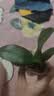 蝴蝶兰花苗盆栽室内观花植物桌面阳台年宵花卉四季开花绿植花卉 紫精灵蝴蝶兰【不带花含原盆土】 实拍图