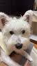 麦富迪狗粮 藻趣儿狗粮成犬粮牛肉螺旋藻 均衡营养15kg/30斤 实拍图