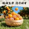 应序天养甘草金桔500g 正宗金桔干正品无休闲特产蜜饯零食添加即食果脯 实拍图
