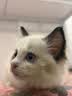 皇家猫粮 幼猫奶糕 幼猫猫粮 BK34 通用粮 1-4月 10KG 实拍图