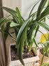九千谷植物支撑架支撑支架园艺花架阳台爬藤护叶半圆35*70CM 2对装8373 实拍图
