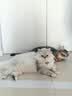素力高（SolidGold）猫粮金素鸡升级款 成幼猫进口高蛋白12磅/5.44kg 实拍图
