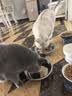 多特思羊奶系列猫主食罐头24罐猫草奶炖成幼猫慕斯化毛罐头排毛补水 实拍图