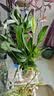年宵花【热销款】白掌一帆风顺盆栽水培植物绿植过年装饰摆件年货 特级白掌10-12株带花【基地原盆原土】 实拍图