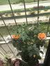海蒂的花园旗舰店月季花卉盆栽小苗灌木蔷薇阳台观赏南北方四季可种原盆原土 果汁阳台15cm盆 含盆 实拍图