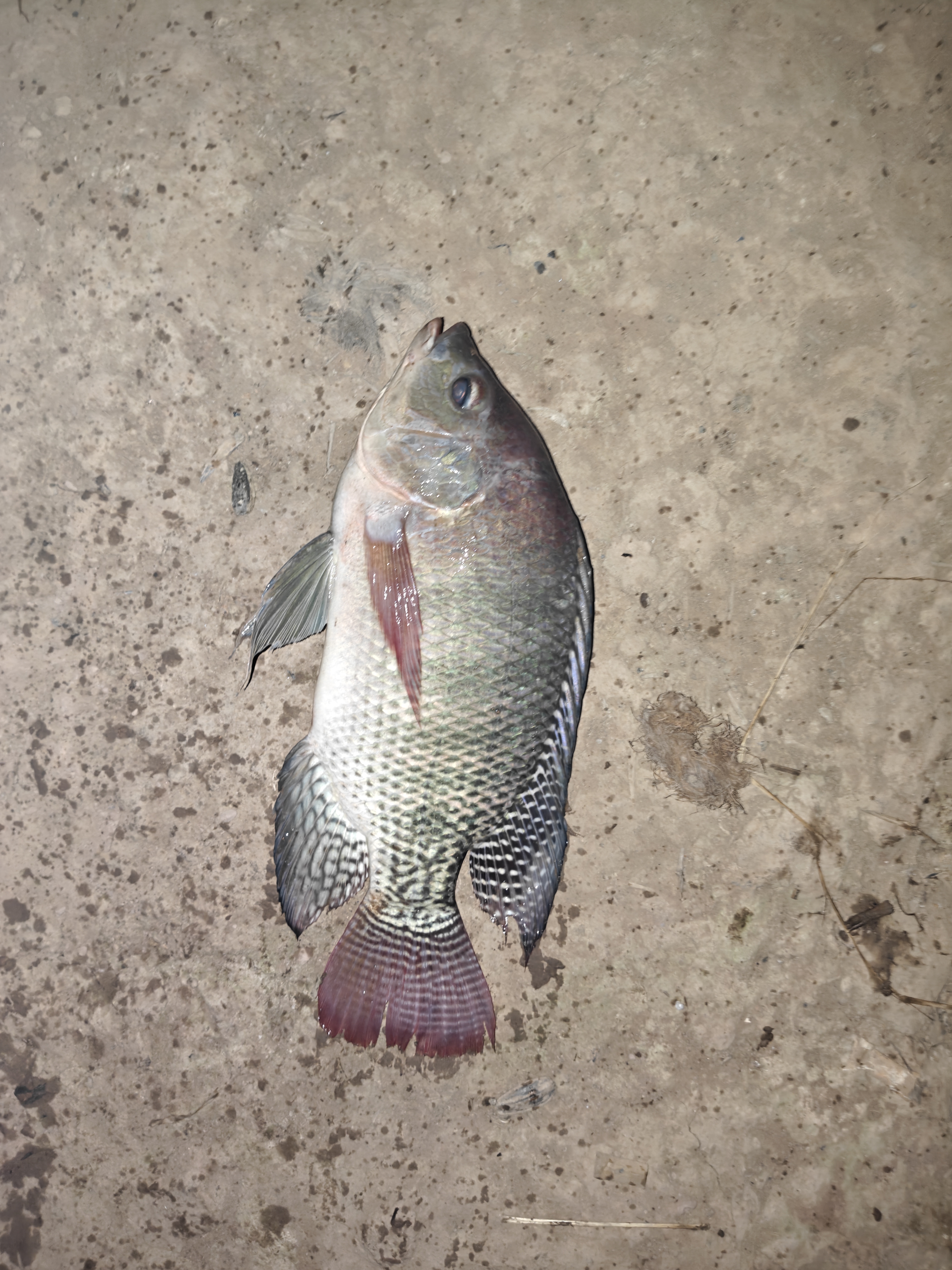 西部风老坛甜薯玉米窝料野钓鲫鲤草青鱼打窝钓鱼饵料发酵底窝料 老坛甜薯玉米800g 实拍图