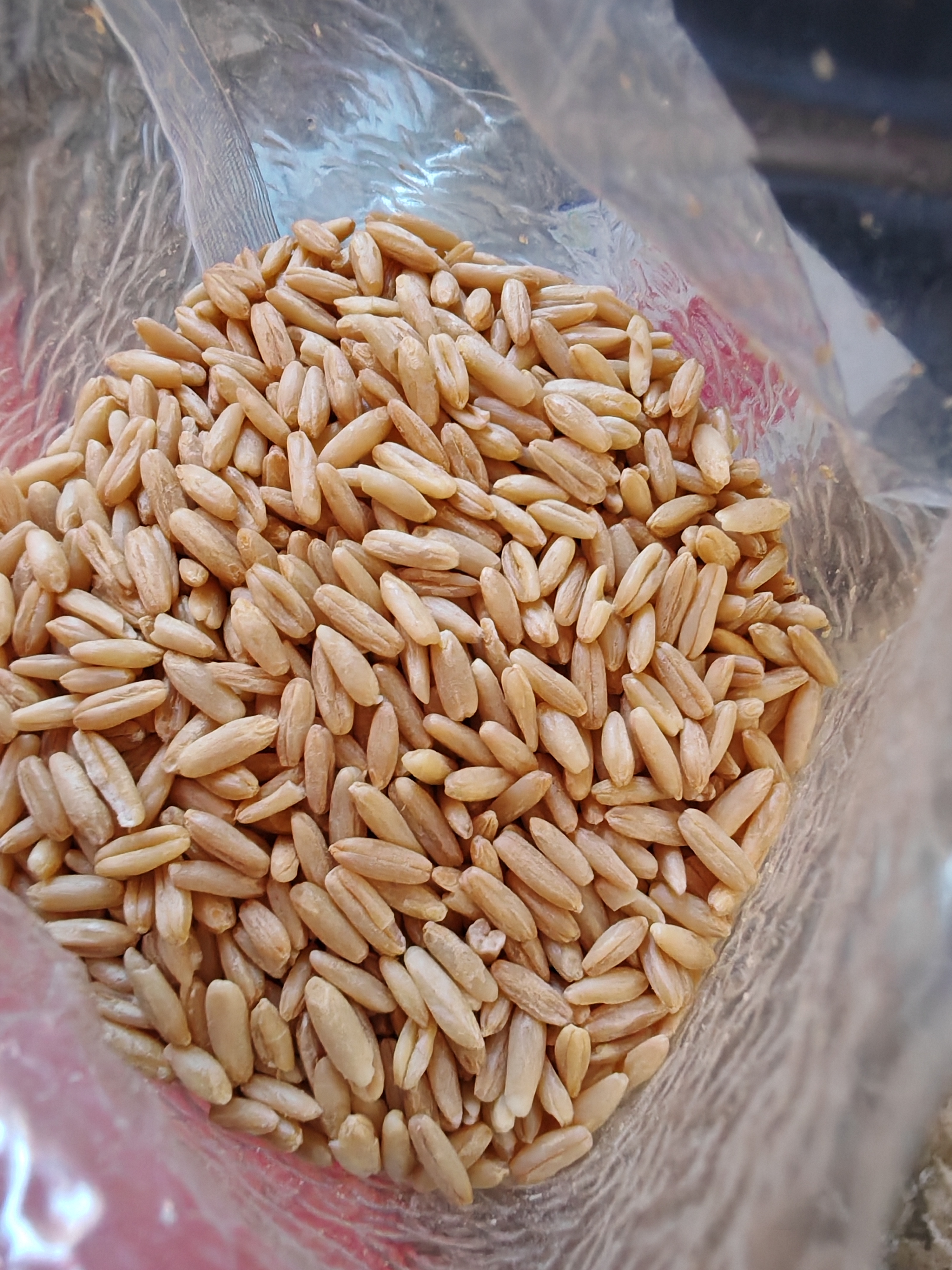 素养生活有机燕麦米1斤 燕麦仁 保留胚芽 燕麦米煮粥 五谷杂粮 粗粮 实拍图