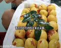 京鲜生山东沾化冬枣 净重3斤 单果20-25g+ 生鲜水果 源头直发包邮 实拍图