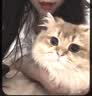 愛肯拿（ACANA）猫粮 牧场盛宴成猫幼猫粮 增肌发腮无谷进口鸡肉粮5.4kg 效期27/5 实拍图