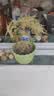 文竹盆栽绿植花卉盆景植物室内客厅水培文松云竹文竹大苗四季常青 小文竹【1颗】原盆原土球发货 高度15-25cm 实拍图